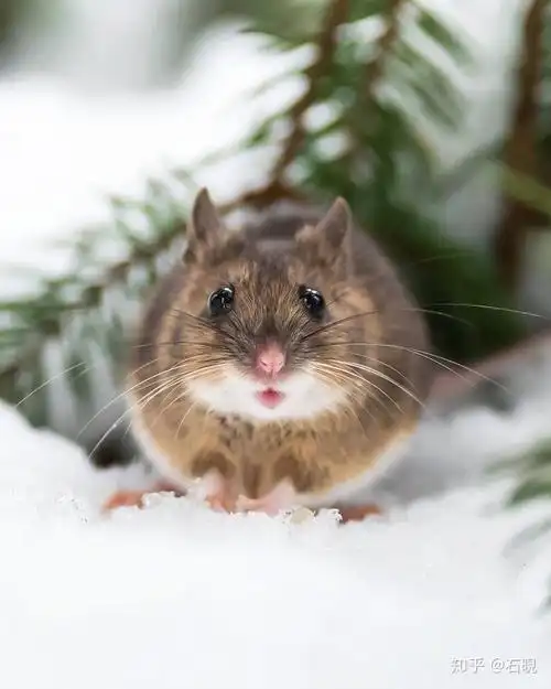 21岁芬兰摄影师镜头下可爱的动物 - 知乎