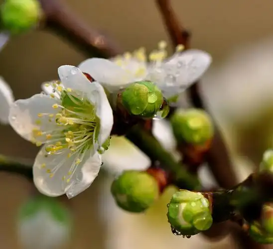 用于郁闷心烦,肝胃气痛,梅核气,瘰疬疮毒.别名:绿梅花,白梅花.