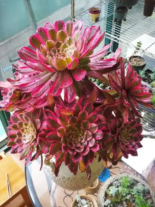 多肉法师三仙之"红覆轮"妩媚而狂野