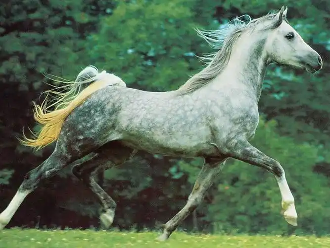 马- xinlin198的日志 - 网易博客