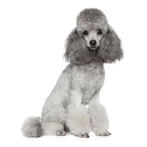 宠爱天下灰色泰迪贵宾迷你小体宠物狗狗