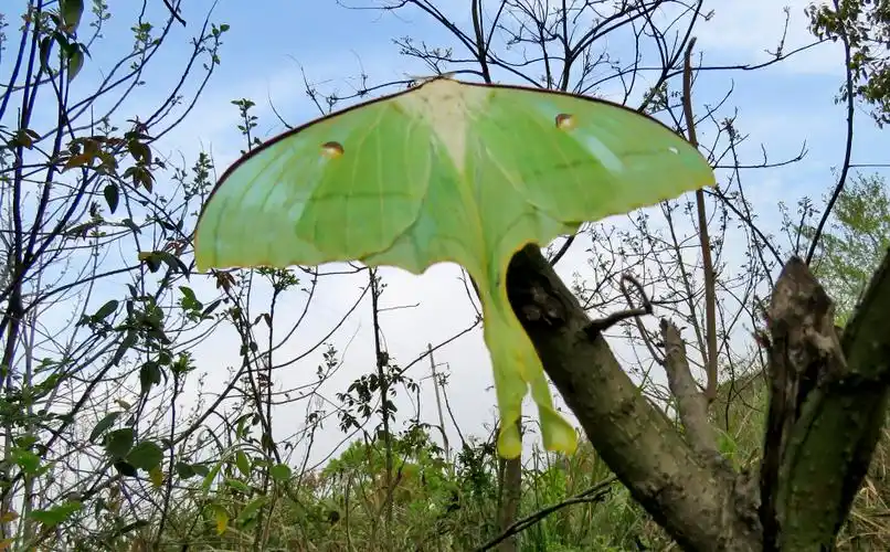 【原创】长尾水青蛾 - 荷下听雨的日志 - 网易博客