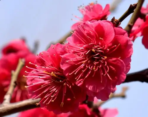 章丘美丽的朱砂梅