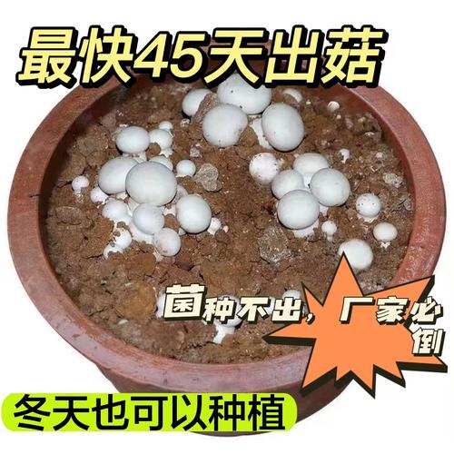 白蘑菇菌种白姬菇菌种室内盆栽阳台花盆种植四季菜园山地种植简单