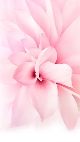 粉色清新花卉花蕊大气花朵优雅简约