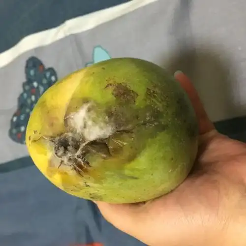 【坏果包赔】新鲜水果好吃越南青芒芒果8斤装