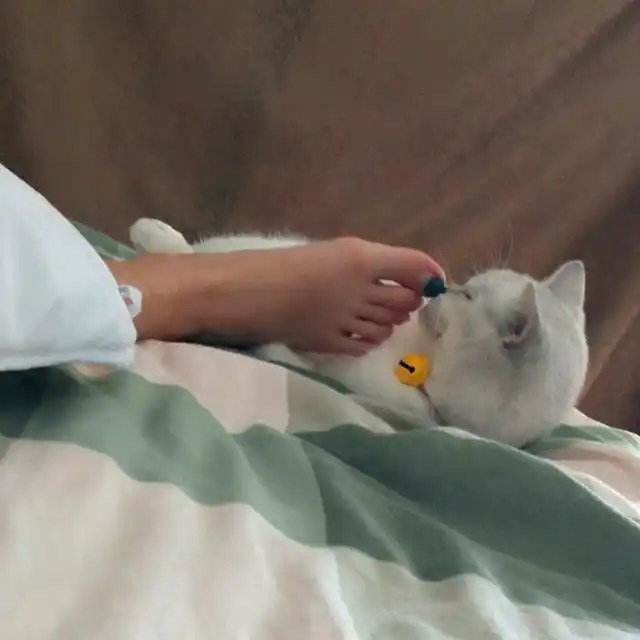 猫咪赖在铲屎官床上睡觉,为赶走它主人伸出了脚!