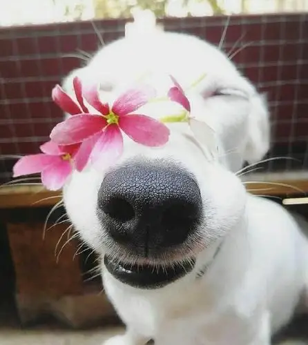 狗狗可爱治愈的笑容摄影图片