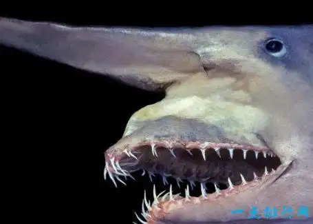 十大恐怖海洋生物有哪些 食人怪大乌贼长20米