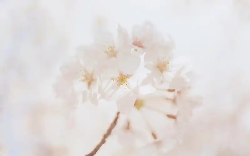 上一张 下一张 简介 清新淡雅花卉图片桌面壁纸~~分享一组淡雅唯美花