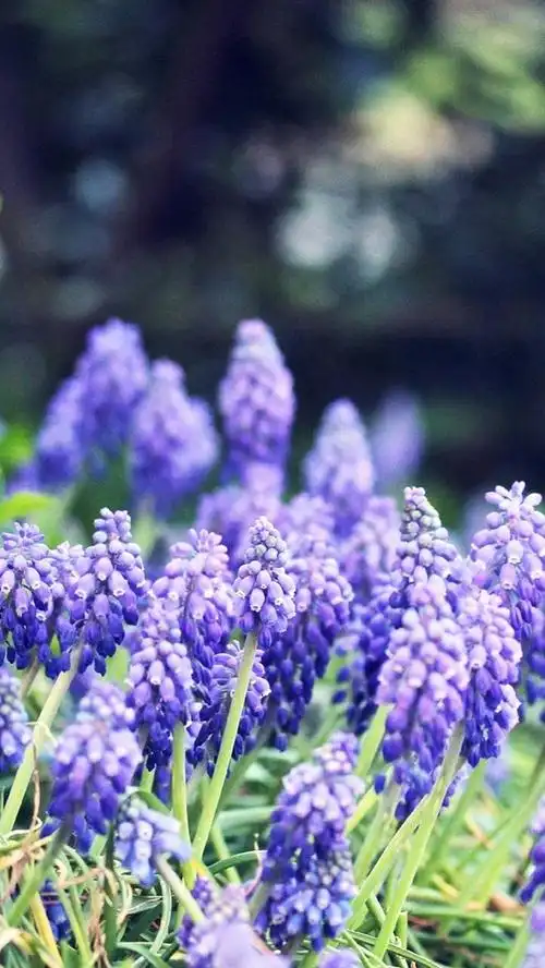 iphone 壁纸 葡萄风信子花,蓝色,森林,树木