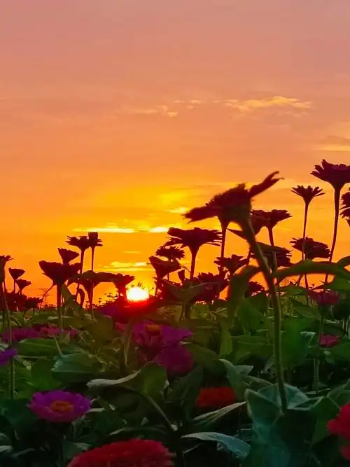 夕阳下的花海美景2021年