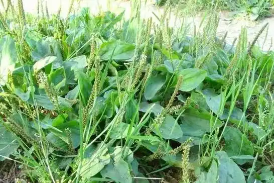 车前草除了治痛风,还有这些功效,大部分人都不知_马武_张勇_作用