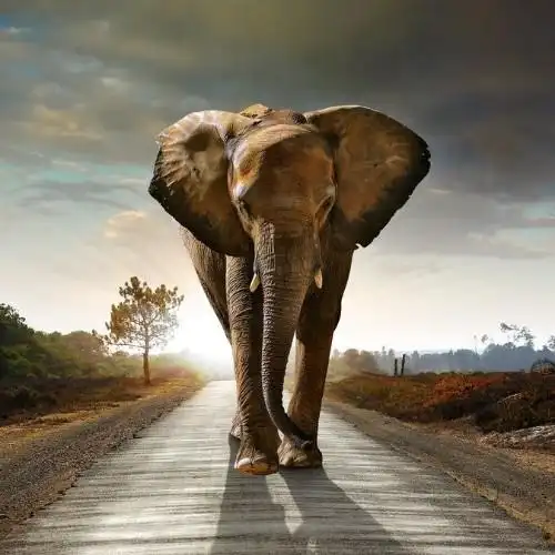 流浪的大象的头像