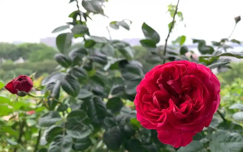 月季 - 皇家胭脂2021夏花