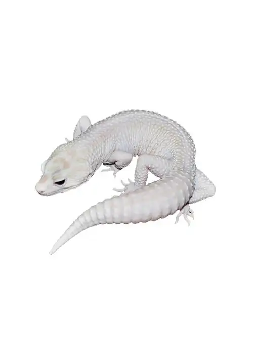 豹纹守宫幼崽肥尾蜥蜴爬宠黑夜白黄异温顺可爱特色爬宠