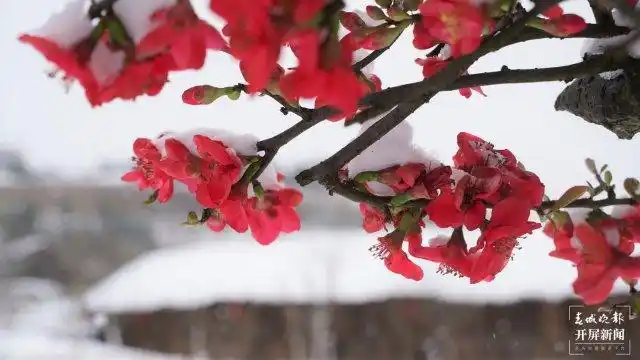 曲靖富源,好一幅"雪映海棠红"浪漫画卷