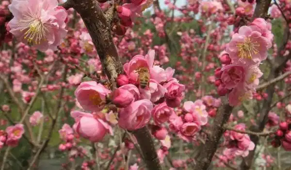 丰后梅花是好品种吗