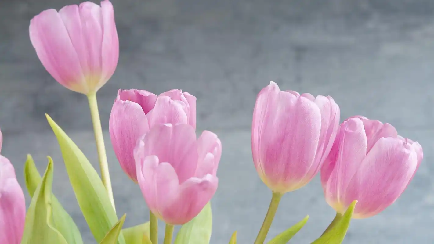 首页 桌面壁纸 植物壁纸 粉色郁金香桌面壁纸1920_1080手机