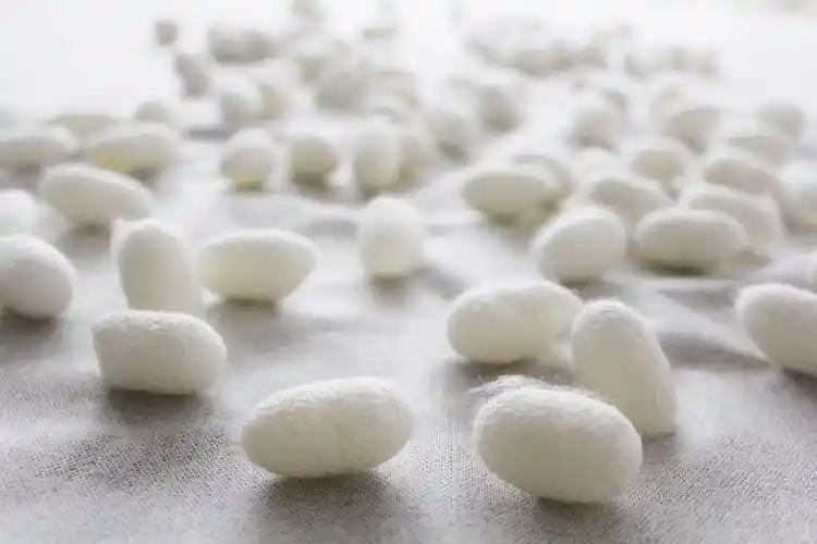 绿色可降解蚕丝作为一种天然的蛋白质纤维具有优良的生物相容性,良好