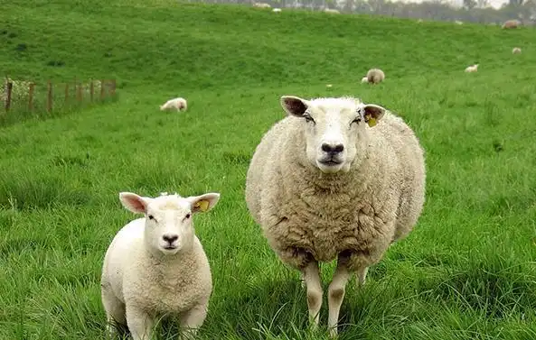 买羊肉选山羊还是绵羊肉养殖户区别很大买错不好吃白花钱