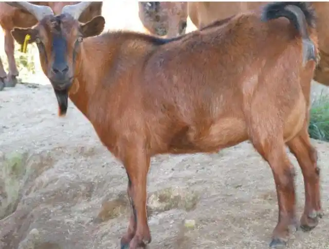 常见山羊品种有沂蒙黑羊,沧山黑羊,波尔山羊,辽宁绒山羊,关中奶山羊