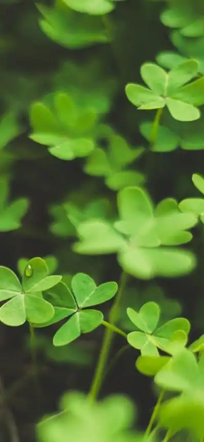 收集 点赞 评论 适合做手机壁纸的高清风景图片:绿色系护眼壁纸玩手机