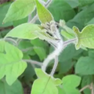 中医馆 中草药 芳香化湿药 白毛藤baimaoteng 别名:蜀羊泉,谷菜鬼,目