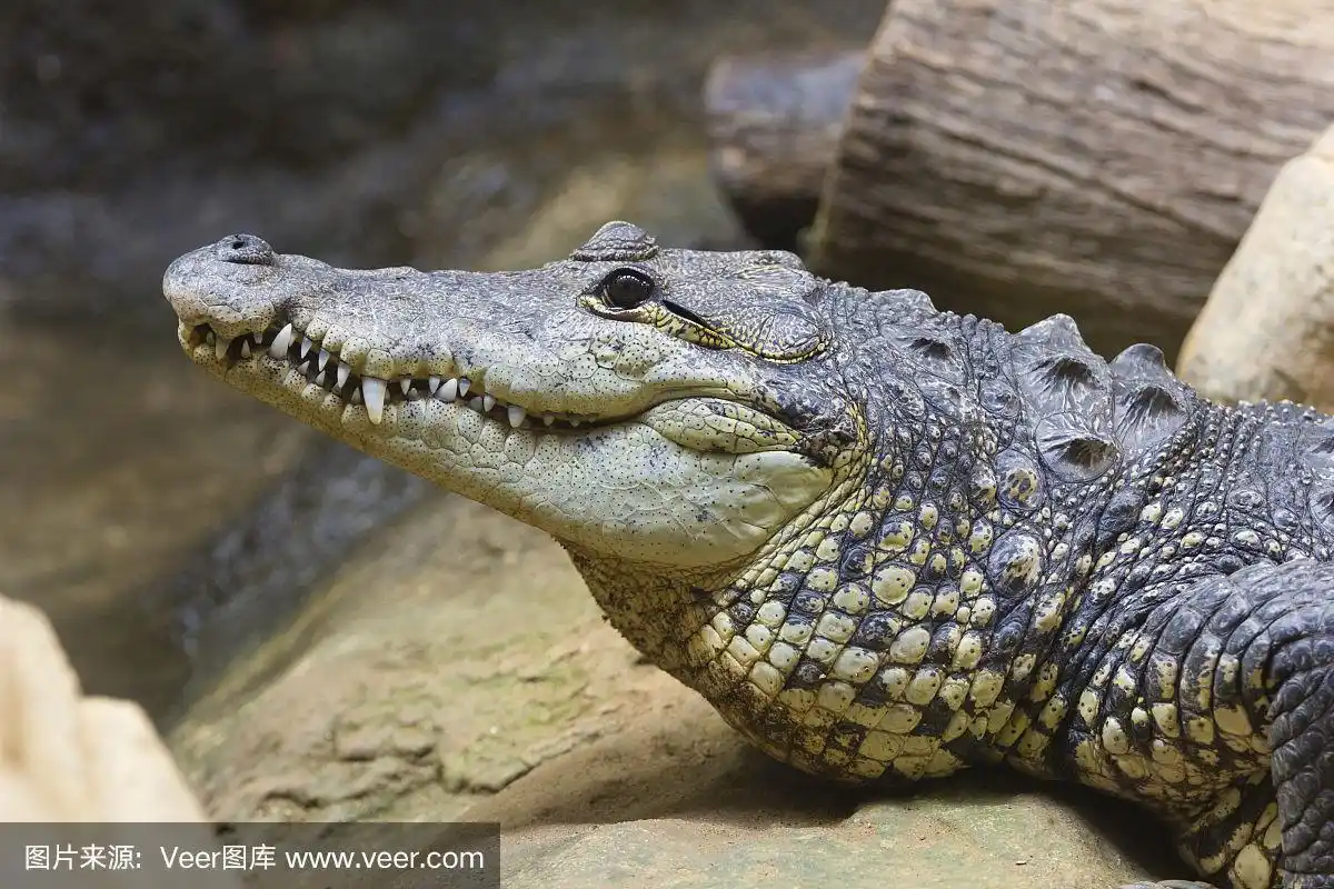 短吻鳄属,尖牙,红树,自然,动物主题