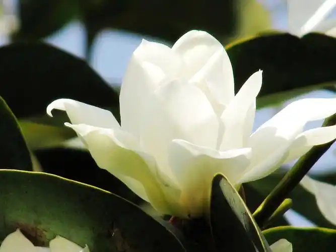 花百科 花卉图片 木棉花图片白色木棉花的感悟-南边窗-南边窗的博客