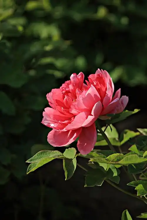 牡丹花图片_图片大全