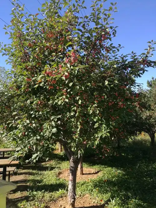 (8):"雁栖半岛[树]系列美篇"之八:社区的两株海棠树与海棠林
