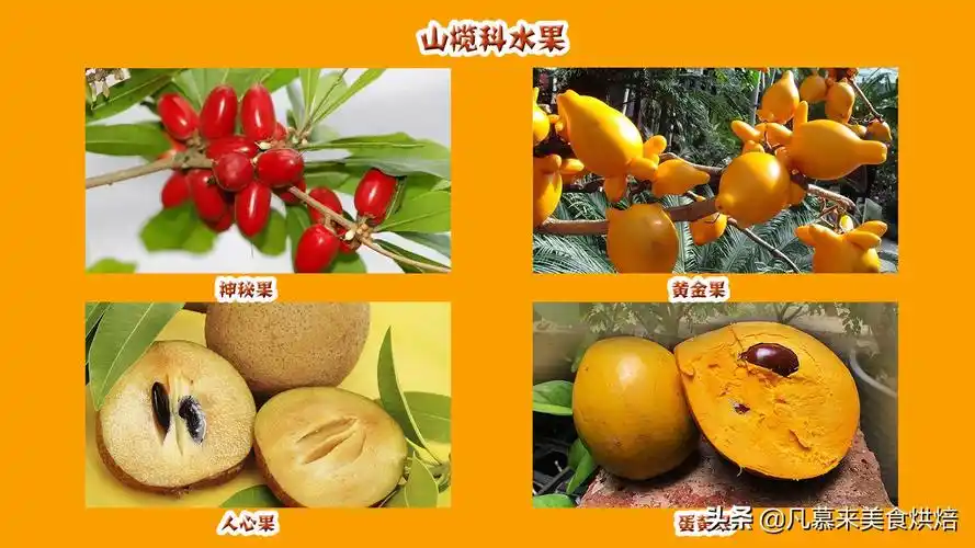 水果名称大全500种(各种水果名称及图片大全)