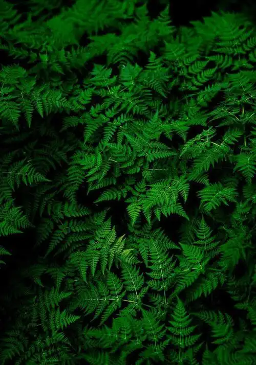 浓郁的深绿色配上你的高清全面屏简直了丨全面屏必备|163_手机网易网