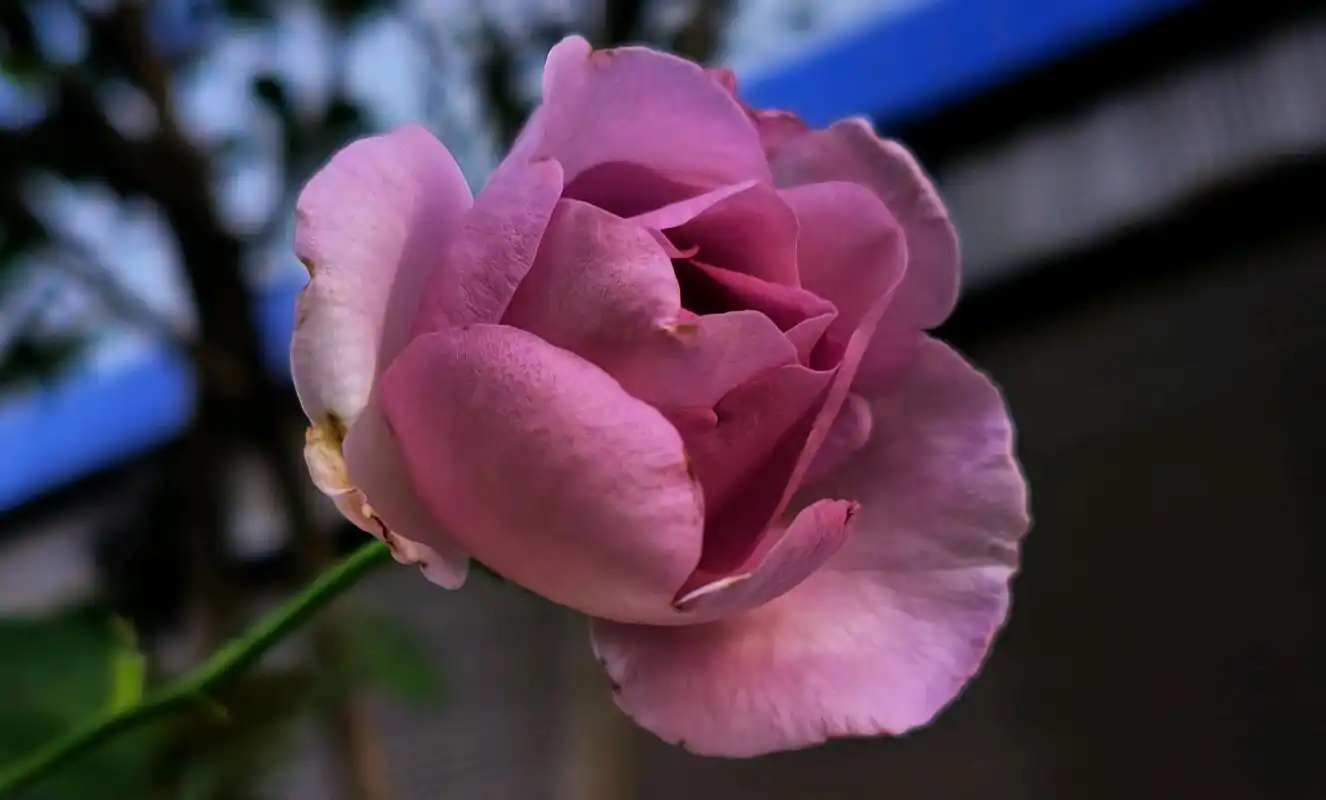 原创「唯美,伤感句子精选」