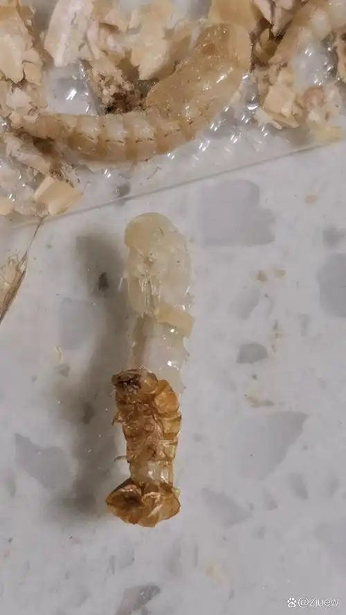 黄粉虫幼虫,化蛹,成虫对比