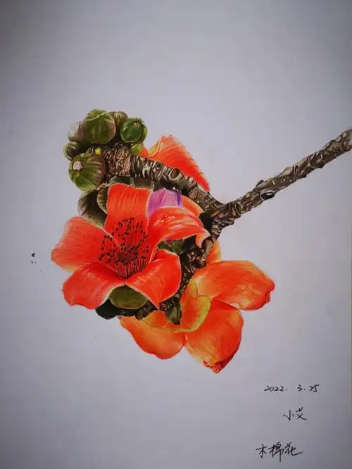 麦哥哥的木棉花照片,试着用彩铅重新体现.