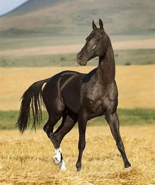 第四名:汗血马,又名汗血宝马,大宛马,天马,是中国汉朝时,西域大宛出产