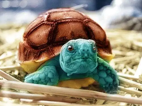 真实世界中的10大神奇宝贝,妙蛙种子太像了,皮卡丘萌翻了