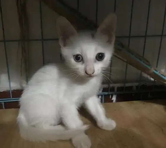 成都小土猫 一个月半 来带走呀