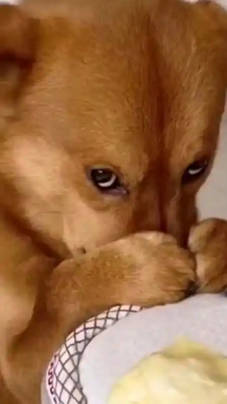 盘点那些沙雕动物快乐多,已笑晕-度小视