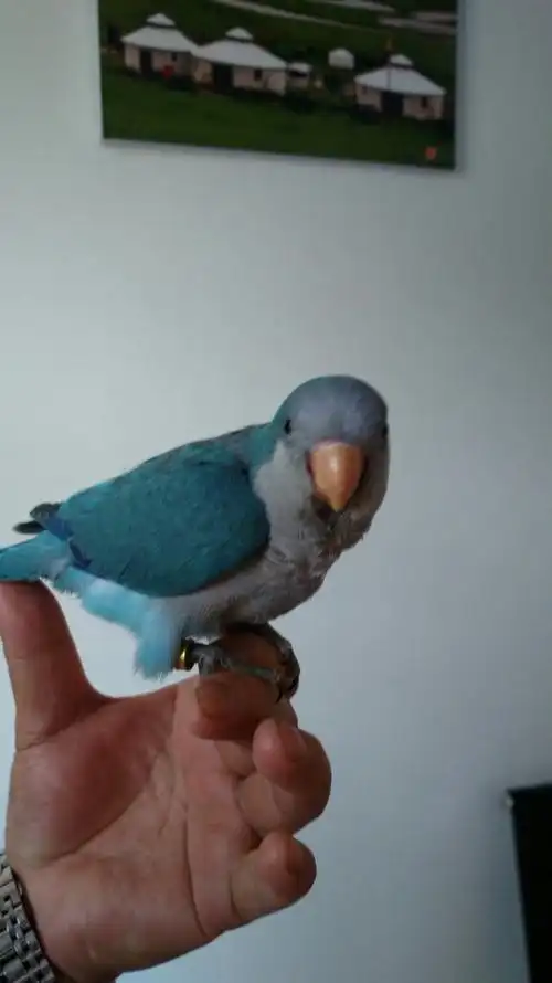 齐毛蓝和尚小鹦鹉现不吃奶了怎么办