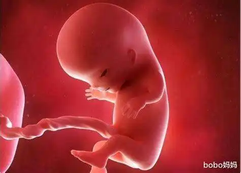 孕7周胎儿发育什么阶段