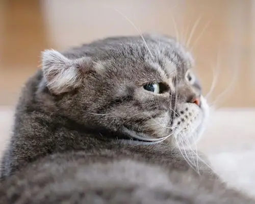 人家超凶的呢喵呜cr网络