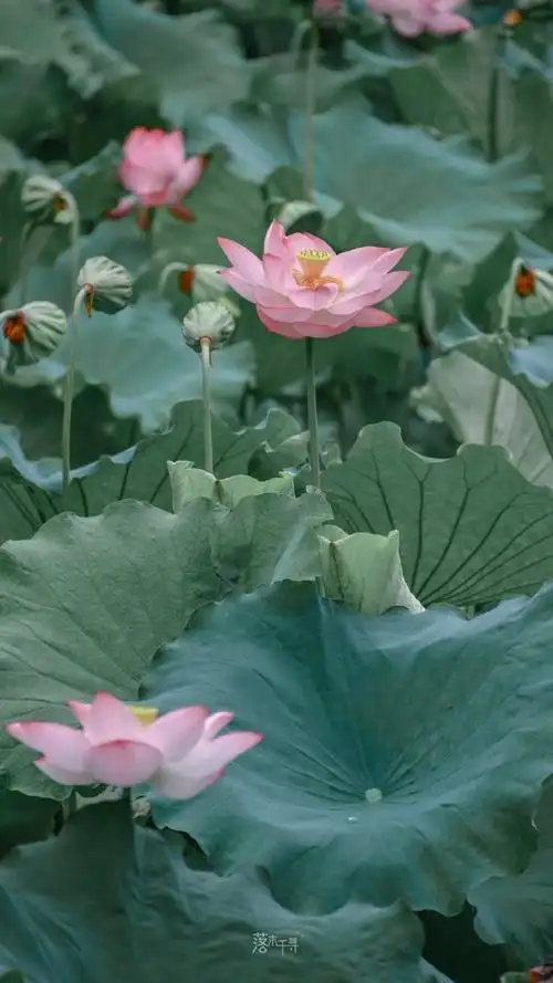 有哪些让人一见倾心的唯美短句?