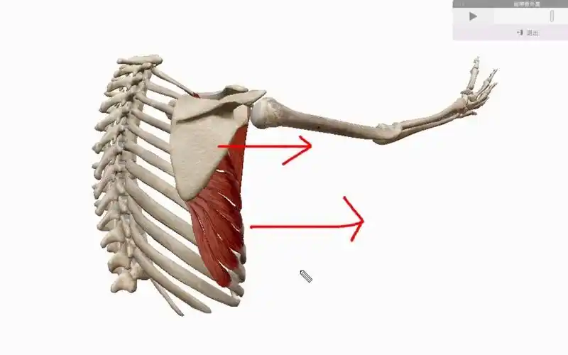《前锯肌》——胸背痛及翼状肩