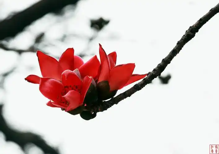 广州木棉花 第 1 幅