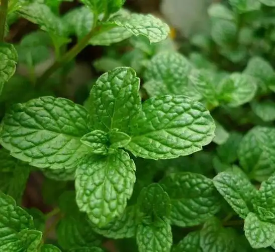 薄荷有什么特点,薄荷可以如何食用?