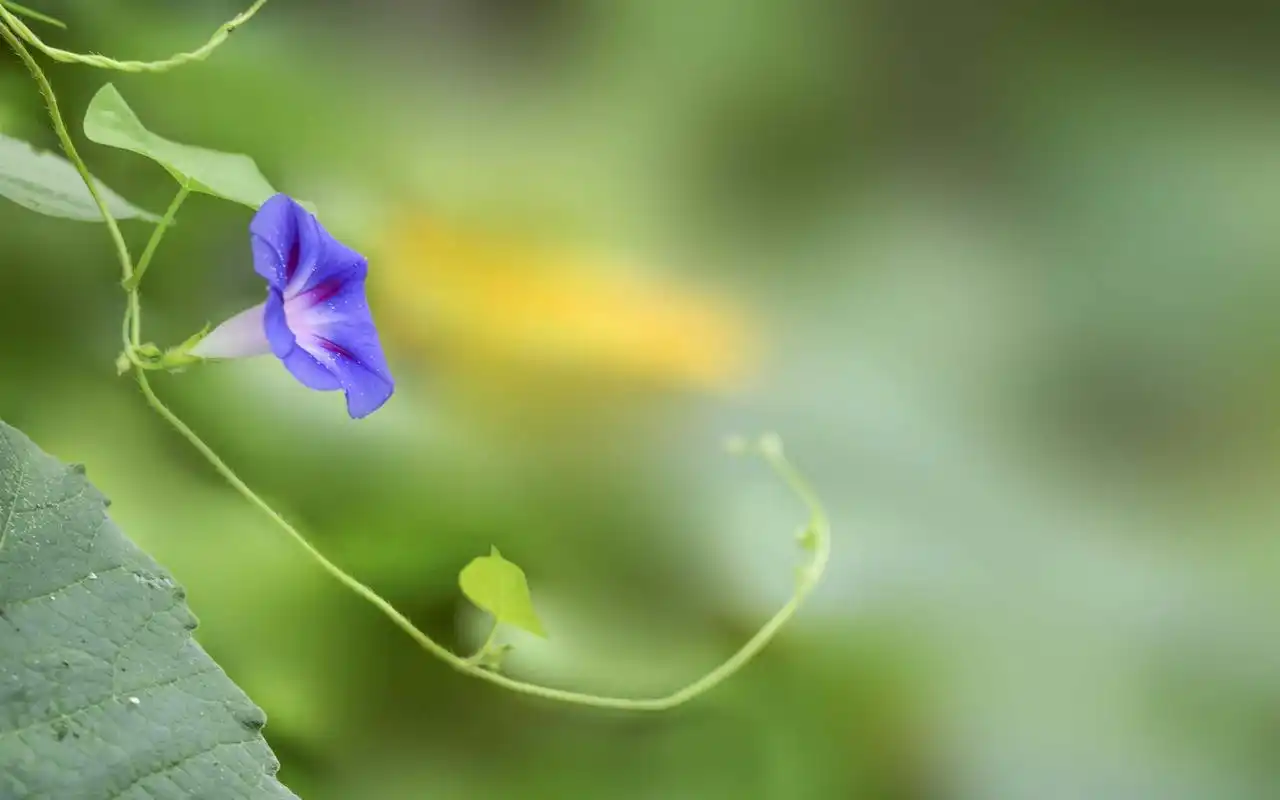 51tietu.net为您提供的好看个性精美壁纸