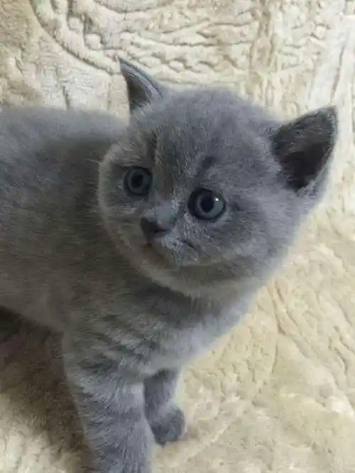 英国短毛猫英国短毛猫